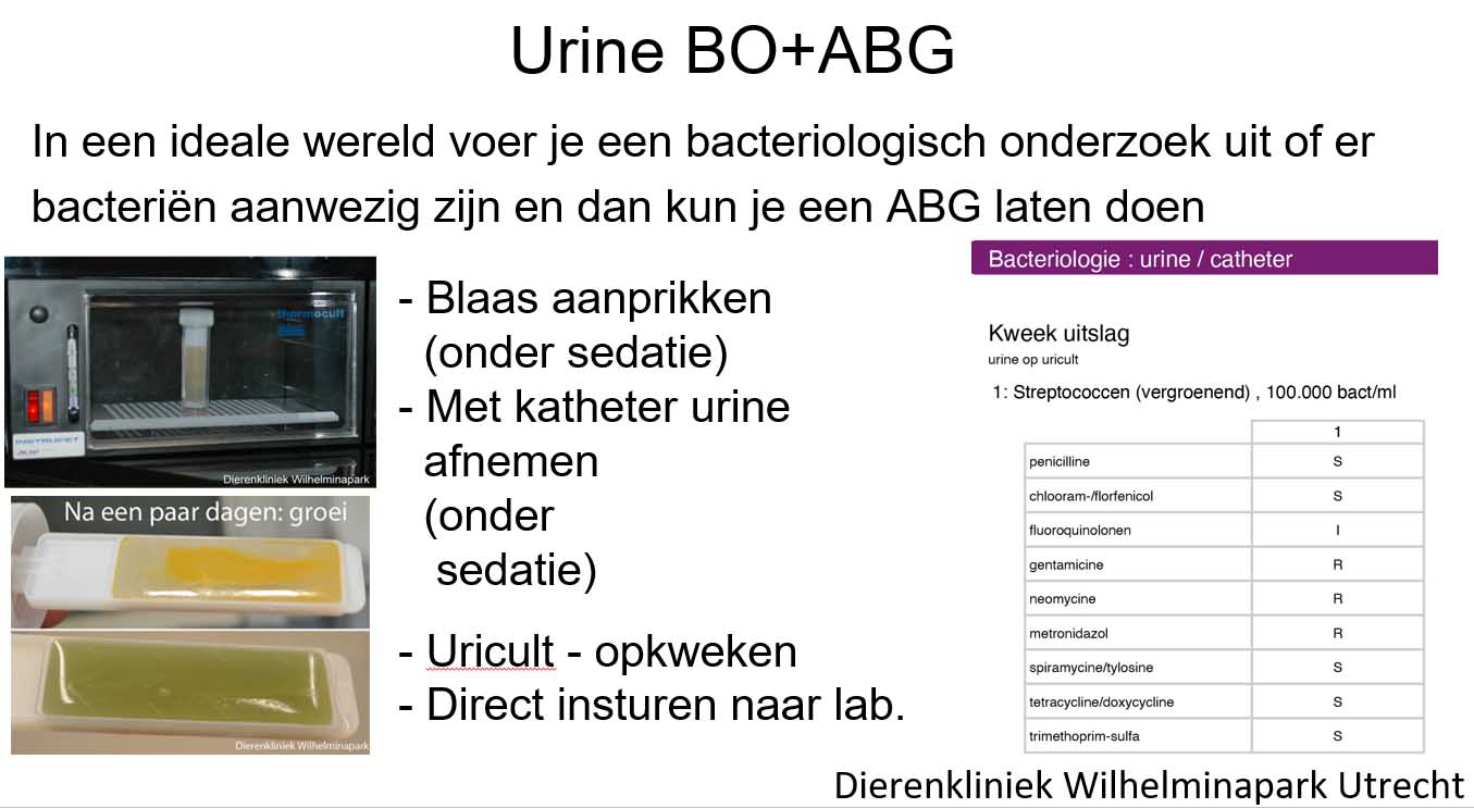 Bacteriele kweek van de urine maken